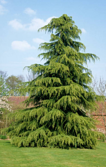 Cedrus deodara - Ceder - Himalayaceder