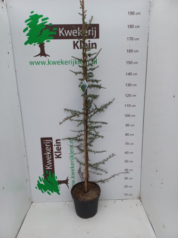 Cedrus libani Glauca - Blauwe Ceder