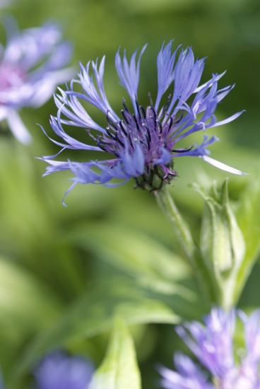 Centaurea montana 'Coerulea' - Korenbloem - 