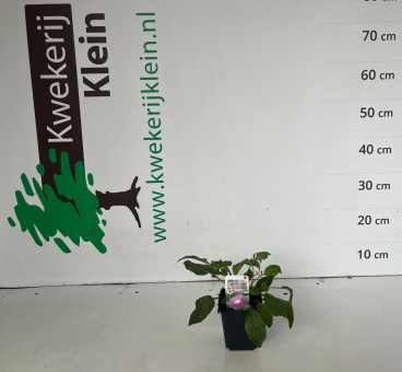 Centaurea dealbata - korenbloem