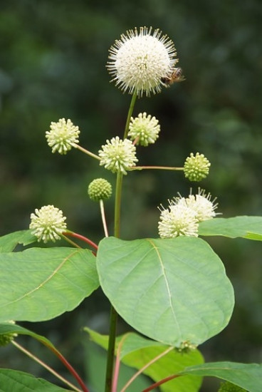 Kogelbloem - Cephalanthus occidentalis