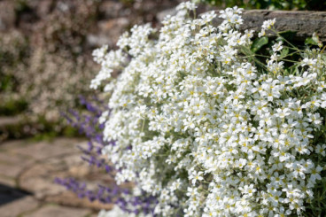 Cerastium tomentosum - Viltige hoornbloem