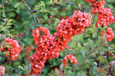 Chaenomeles japonica - Dwergkwee