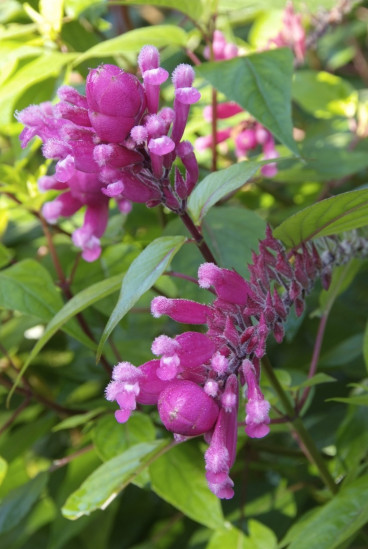 Chelone obliqua - Schildpadbloem 