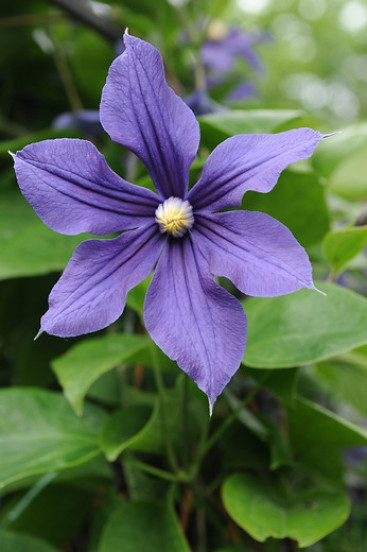 Clematis alpina | Bosrank