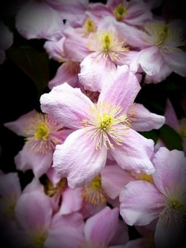 Clematis mont. Elizabeth | Bosrank