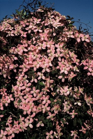 Clematis 'Fragrant Spring'