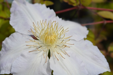 Clematis Gladys Picard | Bosrank