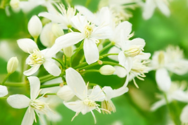 Clematis mont. Alba | Bosrank