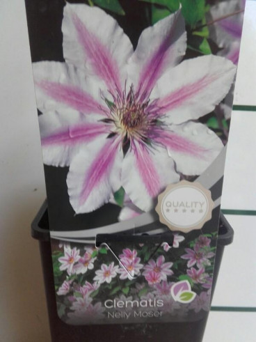 Clematis 'Nelly Moser' - Clematis