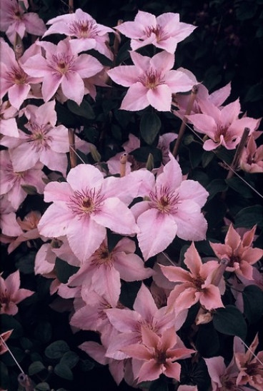 Clematis 'Pink Fantasy'