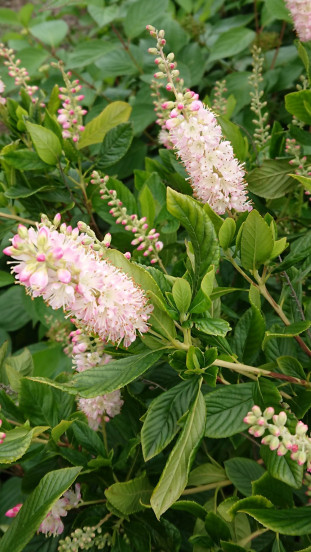 Schijnels - Clethra alnifolia Pink Spire
