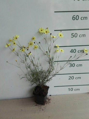 Coreopsis verticillata “Zagreb” - Meisjesogen