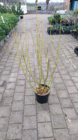 Cornus flaviramea - Canadese Kornoelje