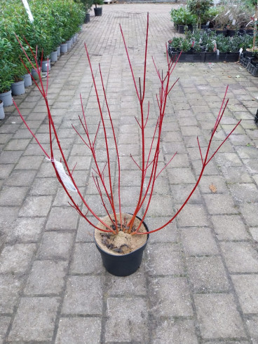 Cornus Siberian Pearls - Witte Kornoelje