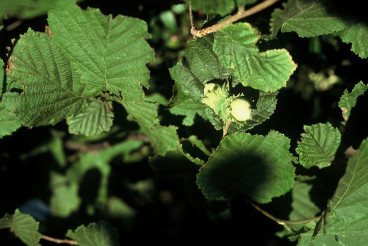 Corylus avellana - Hazelaar