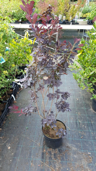 Cotinus cogg. Royal Purple | Pruikenboom