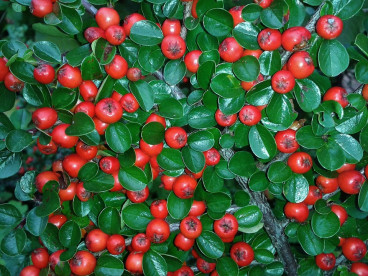 Cotoneaster pr. 'Queen of Carpets' - Dwergmispel