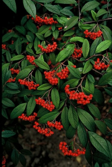 Cotoneaster bullatus - Dwergmispel