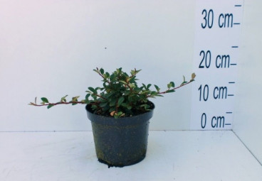 Cotoneaster radicans 'Eicholz' - Dwergmispel
