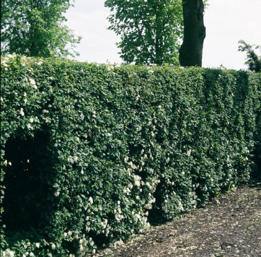 Crataegus monogyna - meidoorn - haag