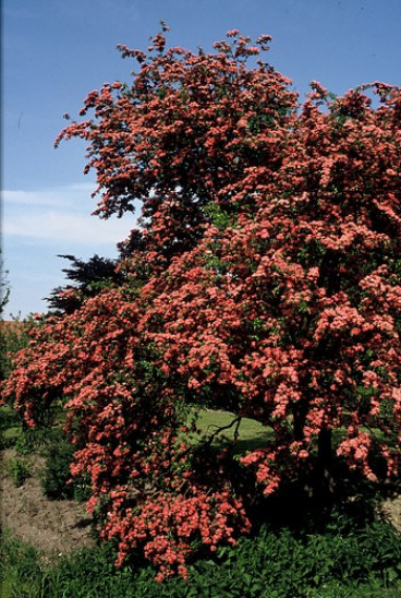 Rode meidoorn - Crataegus 'Paul's Scarlet' - boom