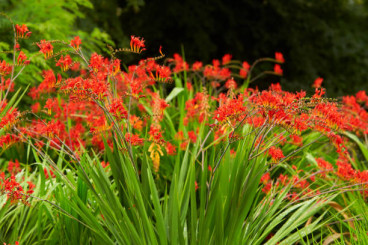 Crocosmia Lucifer - Montbretia