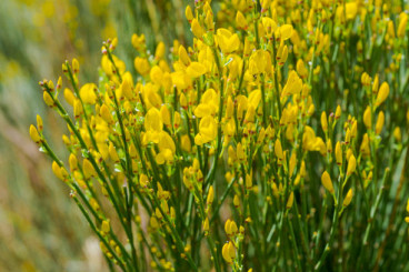 Cytisus scoparius | Brem 