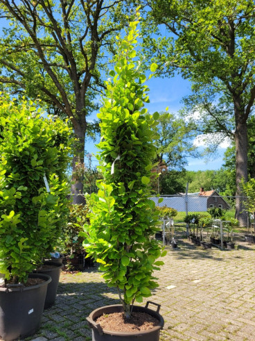 Fagus sylvatica Dawyck - Groene zuilbeuk - boom