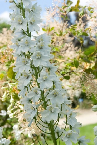 Delphinium (P) 'Galahad' - Ridderspoor - 