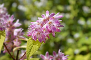 Bruidsbloem - Deutzia scabra Stawberry Fields