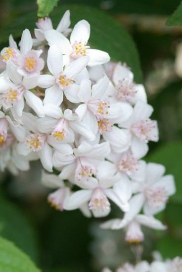 Bruidsbloem - Deutzia Mont Rose