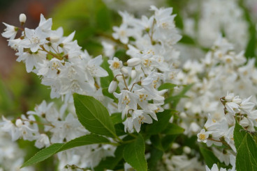 Deutzia gracilis Nikko - Bruidsbloem