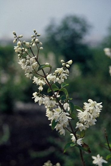 Deutzia scabra