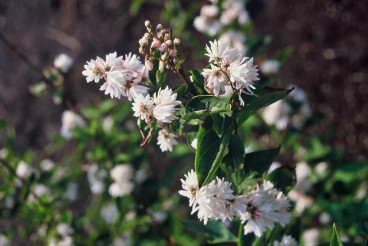 Bruidsbloem - Deutzia scabra Plena