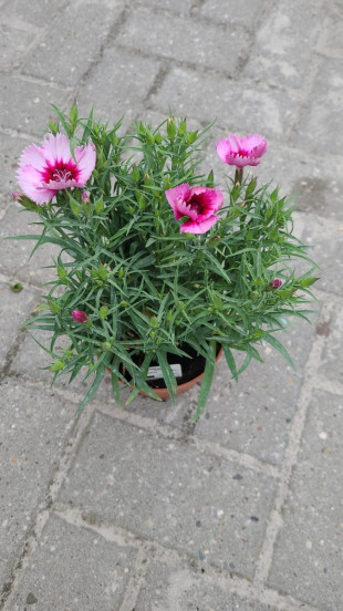 Dianthus grat. Rötkappchen - Rotsanjer