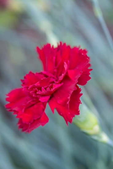 Dianthus grat. Rötkappchen - Rotsanjer -