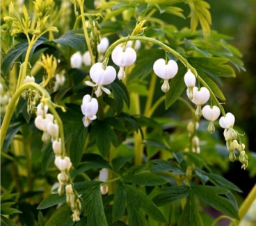 Dicentra spec. Alba | Gebroken hartje