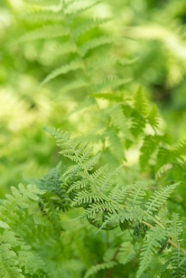 Dryopteris atrata - Niervaren