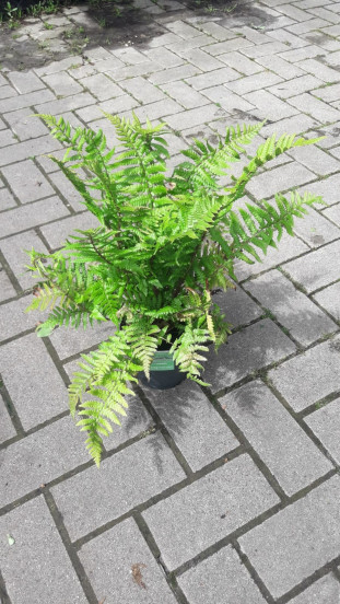 Dryopteris affinis - Geschubt mannetjesvaren