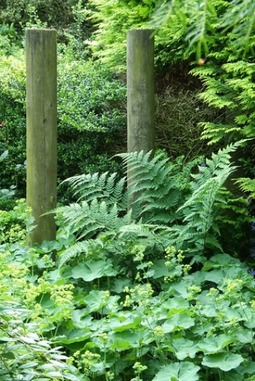 Dryopteris filix-mas - Mannetjesvaren 