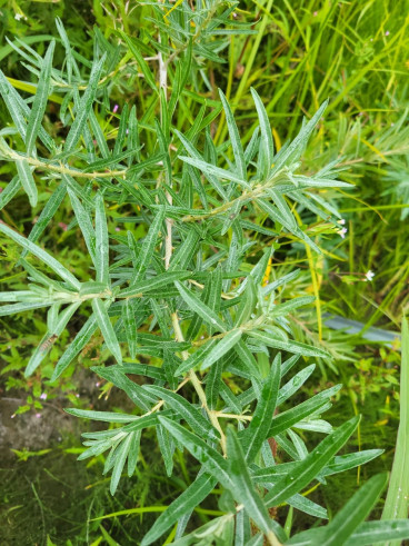 Hippophae rham. Hikul - Duindoorn