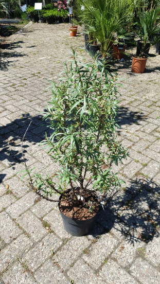 Hippophae rhamnoidus - Duindoorn