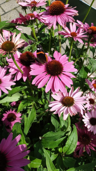 Echinacea purpurea - Zonnehoed - 