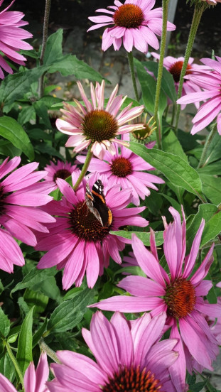 Echinacea purpurea 'Magnus' - Zonnehoed -