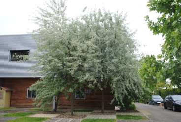 Elaeagnus angustifolia - Smalbladige olijfwilg - Eleagnus