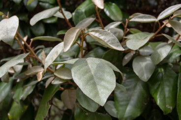 Elaeagnus ebbingei Compacta - Olijfwilg - eleagnus