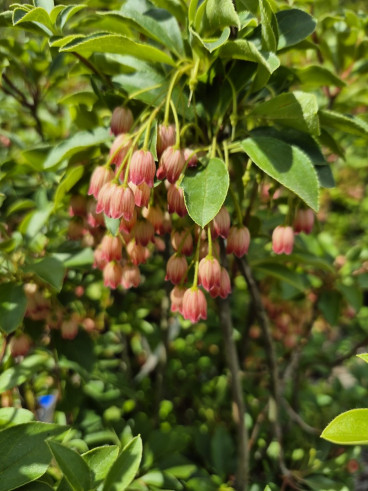 Pronkklokje - Enkianthus campanulatus