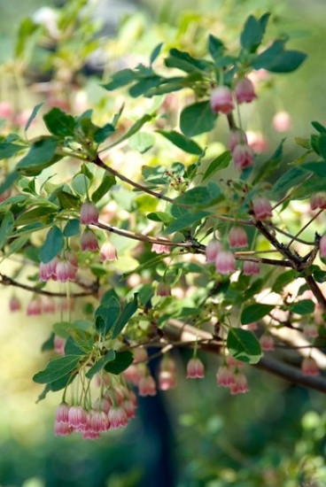 Pronkklokje - Enkianthus campanulatus