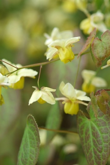 Epimedium versicolor 'Sulphureum' - Elfenbloem - 